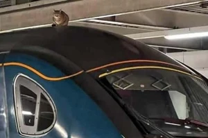 Tàu điện ngầm hoãn giờ chạy vì mèo lên nóc tàu nằm ngủ