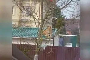 Dân phát hoảng khi phát hiện sư tử leo mái nhà nằm chơi