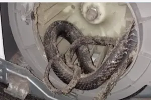 Ớn lạnh phát hiện rắn nằm trong máy sấy quần áo