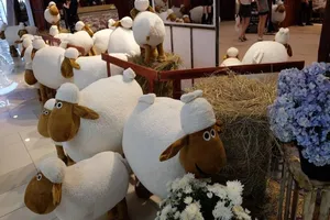 Ở TP.HCM chụp ảnh miễn phí với cừu như Ninh Thuận