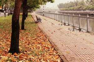 Ngắm lá lộc vừng vàng rộ cuối mùa ở Sài Gòn