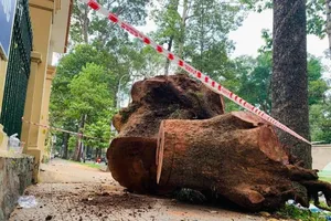 TP.HCM đốn hạ nhiều cây dầu lâu năm ở đường Nguyễn Bỉnh Khiêm