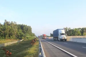 Động vật cũng có thể 'chạy' trong cao tốc Đà Nẵng-Quảng Ngãi