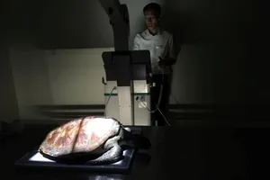 Hy hữu: Bệnh viện 2 giờ nội soi cứu rùa biển ngộ độc rác thải