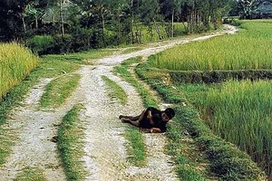 Quảng Ngãi phản bác về nhân vật trong ảnh vụ thảm sát Sơn Mỹ 