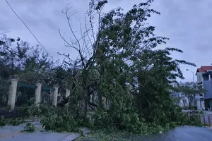 Bão số 13 hướng thẳng miền Trung, Đà Nẵng ra công điện ứng phó