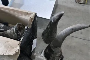 Đà Nẵng bắt giữ lô hàng về từ Nam Phi nghi là sừng tê giác
