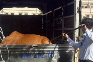 Đà Nẵng: Sau vụ cháu bé bị bò húc ngã, chính quyền mạnh tay xử lý bò thả rông