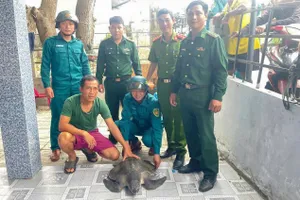 Đồi mồi dứa quý hiếm nặng 17 kg mắc vào lưới đánh cá của dân