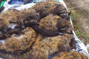 Cận cảnh động vật rừng trên xe khách bị tóm ở Đà Nẵng