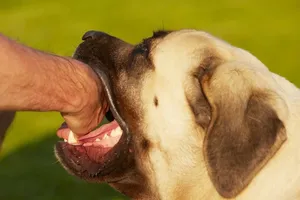 Nguyên nhân chính khiến số ca tử vong do bệnh dại gia tăng