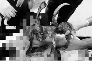 Lưỡi cày đâm sâu vào ngực người đàn ông