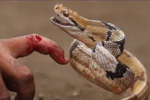 Bị rắn cắn, dùng miệng hút nọc độc có sao không?