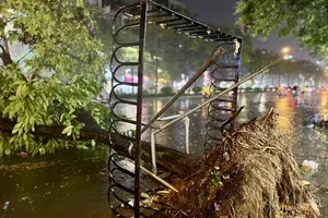 Hà Nội mưa lớn kèm gió mạnh, cây xanh bật gốc
