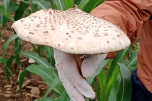 Gia đình 8 người bị ngộ độc do ăn nấm lạ