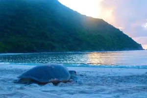 12 ngày đêm đỡ đẻ cho mẹ rùa ở Côn Đảo