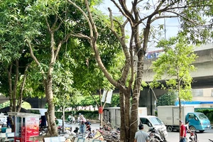 Hà Nội khẩn trương rà soát cây xanh trường học khi siêu bão số 3 sắp đổ bộ