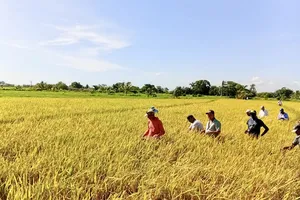 Nhà báo Cuba: Việt Nam giúp Cuba gieo trồng không chỉ hạt giống, mà cả niềm tin