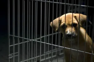 Tổng thống Moon Jae-in đề xuất về lệnh cấm tiêu thụ thịt chó tại Hàn Quốc. Ảnh: iStock