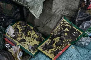 'Cơn sốt chuột' đe dọa lính Nga và Ukraine