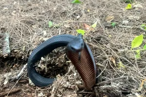 Úc: Rùng rợn ổ rắn cực độc hơn 100 con trong vườn nhà