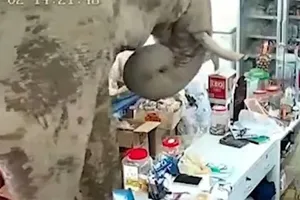 VIDEO: Voi rừng đột kích tiệm tạp hoá, ‘cướp giữa ban ngày’, rồi thong dong đi về