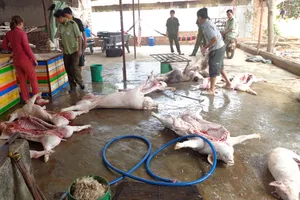 Phát hiện 400 kg thịt heo bốc mùi hôi thối