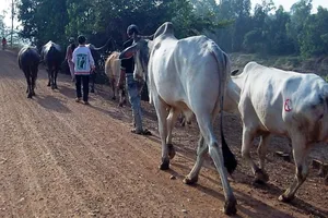 Trâu, bò lậu ồ ạt tràn qua biên giới