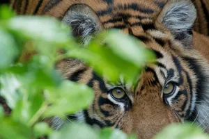 Ấn Độ: hổ trong vườn quốc gia vồ chết 4 người