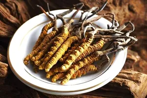 Dùng nhiều đông trùng hạ thảo giúp tăng cường sinh lý?