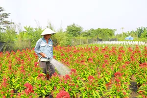 Thương lái vẫn chưa ghé, nhà vườn thấp thỏm lo đầu ra hoa Tết 