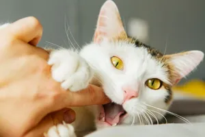 Bị mèo cắn chảy máu có phải đi tiêm phòng dại?