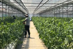 Cảnh giác các công ty môi giới Hàn Quốc tuyển NLĐ đi làm việc trong các ngành dịch vụ