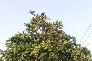 Cây bàng to tự mọc trước nhà, tôi có thể tự chặt cho an toàn không? 