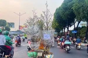 Tranh cãi về giá chăm sóc cây mai: Báo giá một đường lấy giá một nẻo