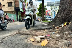 Tréo ngoe: Cây xanh 'phá nát' vỉa hè, vỉa hè 'bức' cây xanh 