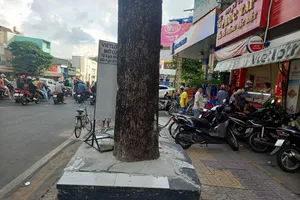TP.HCM: Nhiều cây xanh bị trám xi măng quanh gốc 