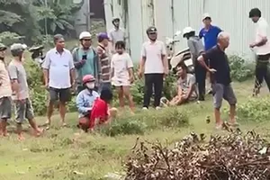 Vụ chọc trâu bị trâu húc ở Bình Chánh: Liệu có được bồi thường?