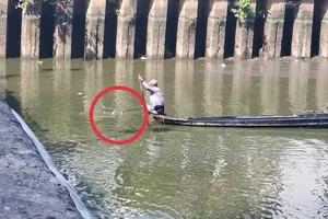 Chế tài nào cho hành vi chích điện bắt cá trên kênh Nhiêu Lộc - Thị Nghè?