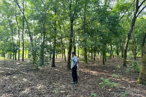 Thi hành án cưỡng chế vườn cao su ở Tây Ninh và nỗi niềm người lao động