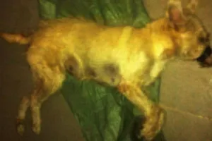 'Hiệp sĩ' vây bắt hai kẻ đi trộm chó