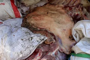 Bắt gần 5 tấn thịt heo thối trước khi bán tại chợ công nhân