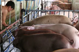 Phạt 30 triệu đồng hai trại heo dùng chất cấm