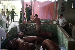 Đánh tráo đàn heo bị dính chất cấm để mang đi giết mổ