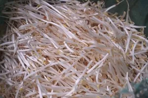 Dùng hóa chất Trung Quốc, chỉ cần 48 tiếng giá đỗ mọc đầy thùng