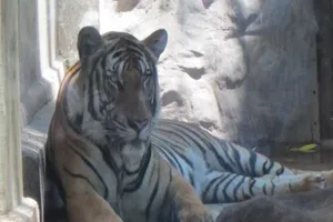 Hổ vồ chết nhân viên chăm sóc ở Bình Dương