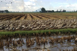 Thả vịt ngoài đồng cũng phải nộp tiền bảo kê