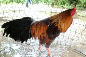 Giết bạn vì gà nhà bạn giống ... gà nhà 'thất lạc'