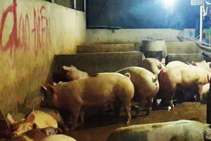 Thêm vụ heo bị bơm nước, tiêm an thần trước khi mổ