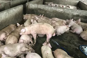 Hàng trăm con heo được bơm căng nước để mang đi tiêu thụ